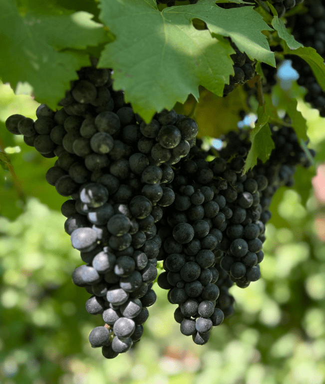 Uva Vite Cabernet Franc Biondo Placido