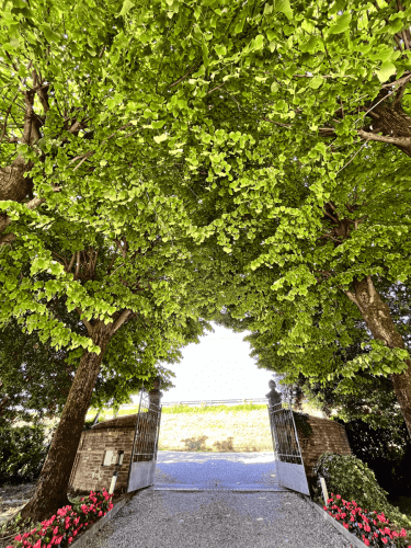 Entrata Azienda Agricola Biondo Placido