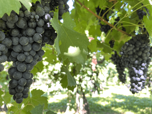 Uva Vino Rosso Cabernet Franc Biondo Placido