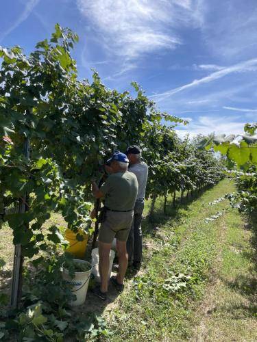 Vendemmia a mano Biondo Placido